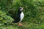 PICTURES/PUFFINS - Helmaey Island/t_PU (41).JPG